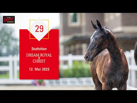 29 Stute v. Dream Royal - Christ