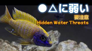 水換えで魚が全滅!?残留塩素以外の脅威とは【熱帯魚水槽】/ Water Quality Fix + Victoria Lake Fish Collection