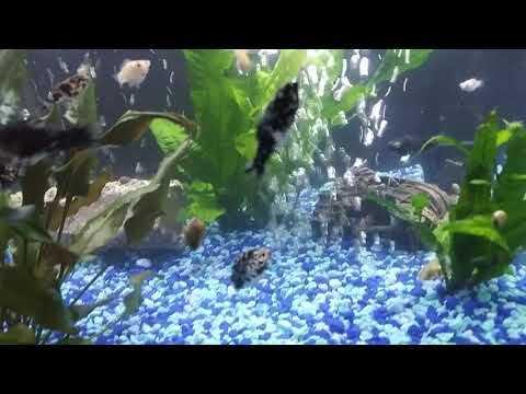 Fish Tank 8/22/20