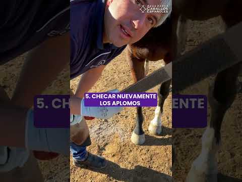 5 Steps to Trimming a Horse's Hooves #horse #horses #hoofshorts