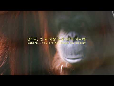 시민오랑 | Sandra, The Primate Citizen | The 27th JEONJU IFF OFFICIAL TRAILER