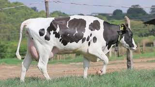 Lote 45   3107