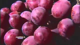 Six deadly foods for dogs