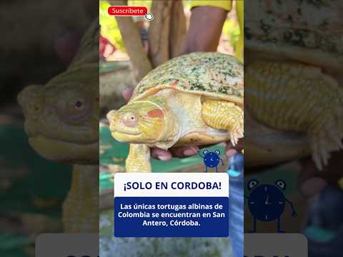 ¡SOLO EN CORDOBA! Las únicas tortugas albinas de Colombia se encuentran en San Antero, Córdoba