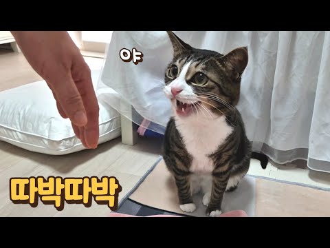 눈 동그랗게 뜨고 따박따박 말대꾸하는 고양이!! 보름이에게 제2의 큰언니가 생겼어요