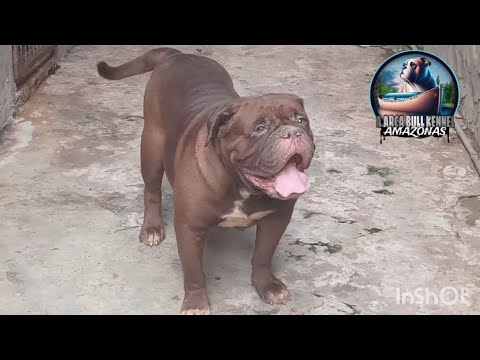 🇧🇷A rainha do canil🇧🇷 #music #pitbull #xuxa #pets #bulldog #memes #viralvideo #viraltiktok #today