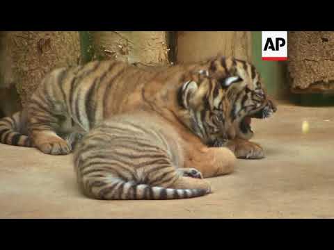 Critically endangered tigers born at Prague Zoo