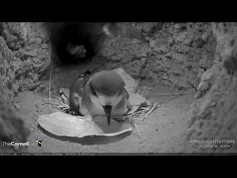 Male Cahow Shifts Position During Incubation Duty– Jan 19, 2018