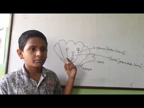 Student's seminar by Srijan. Topic flower.