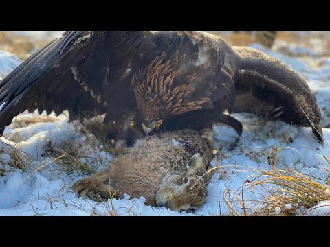 Golden Eagle Vs. Hare | UK [Season #2] Part 2 Spectacular Flights!