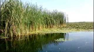 preview picture of video 'Danube Delta, Romania'