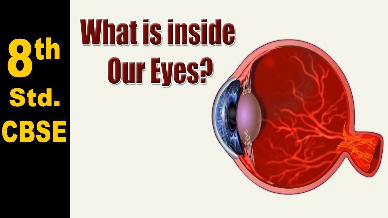 Class 8 | What is inside Our Eyes? | NCERT |  Science | CBSE Board | Home Revise