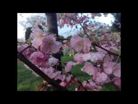 52. 水skeleton - acura boy [05.05.2017]