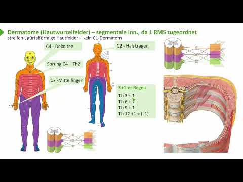 Untere Extremität I Plexus lumbo-sacralis - Übersicht I Prof. Dr. med. Wirth