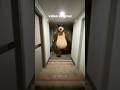 Urso Perseguindo Pessoa No Corredor Origem Do Meme Meme Urso