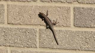 Meet Common wall lizard (Podarcis muralis) a.k.a. Lazarus Lizard