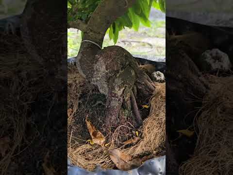 🔴 QBS23476 - MAI VÀNG MIỀN BẮC 123 NGÀY 6 THÁNG 9 ÂM NGẮM NHỮNG BÔNG HOA GIÓ GIẢO BÌNH ĐỊNH