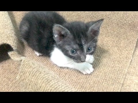 Pedialyte For Sick Kittens & Kittens In The Cutest Places - Nursery #30