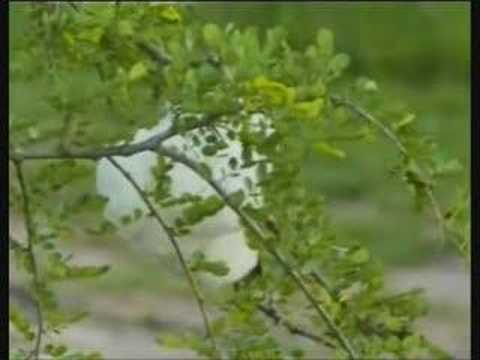 Frog Foam WE Djuma AM 27-Nov-07