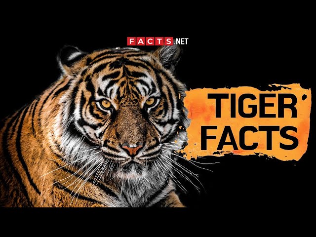 Do Tigers Have Predators? - Learn About Nature