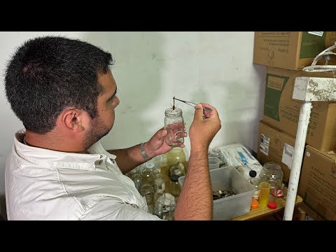 Solicitan aportar alacranes vivos para elaboración de suero antiescorpiónico