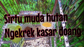 Download lagu Burung sirtu muda hutan ngekrek kasar doang mp3