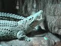 1999 05 28 New Yok Bronx Zoo