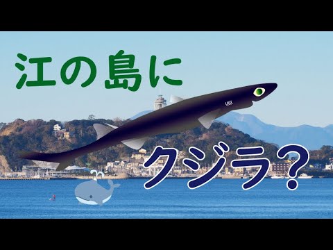 【超貴重】えのすいに激レア深海ザメが！ヒレタカフジクジラが泳ぐ映像！