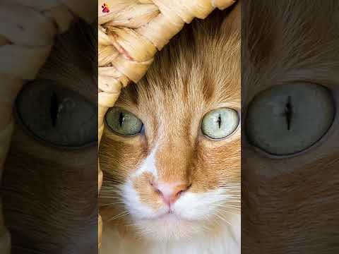 Amazing Facts About Turkish Angora Cat Breed Part-1 #shorts