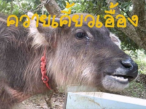 SMS เพื่อกระตุ้นผู้หญิง ฉันมีผู้ชายกระเจี๊ยวใหญ่และไข่ที่มีขนาดเล็ก