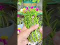 Use Plastic Bottle Plant Portulaca Flower So Pretty Horticulture Garden Gardenflower Shortvideo