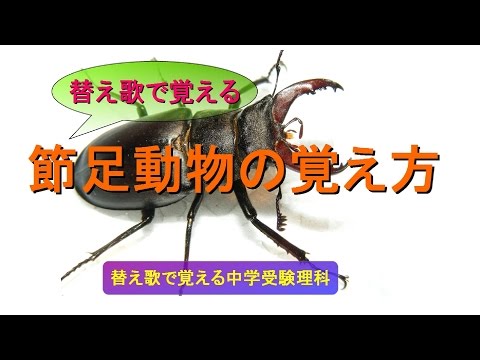 節足動物科 - 定義