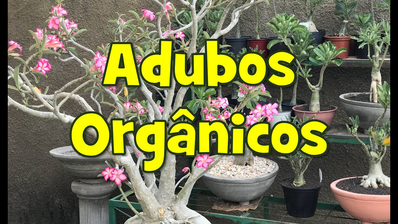 Adubos Orgânicos para as Rosas do Deserto e plantas em geral