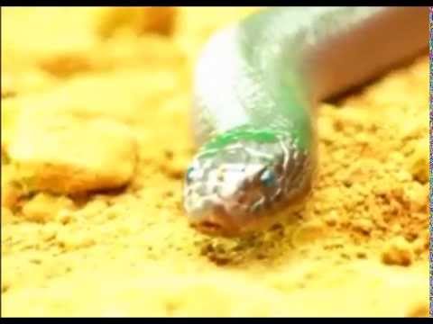 Promo de "A Única Mulher" - Episódio Especial - 09/04/2015