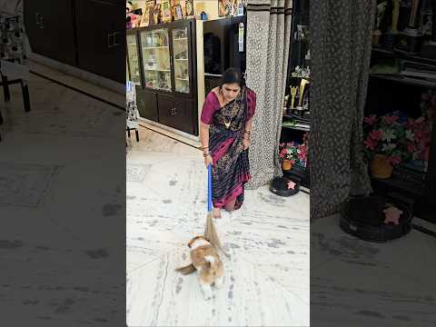 మాట వినకపోతే అంతే మరి 😜🤦🐕#reels #puppy #viral #trending #shorts #love #pets #comedy #funny #cute