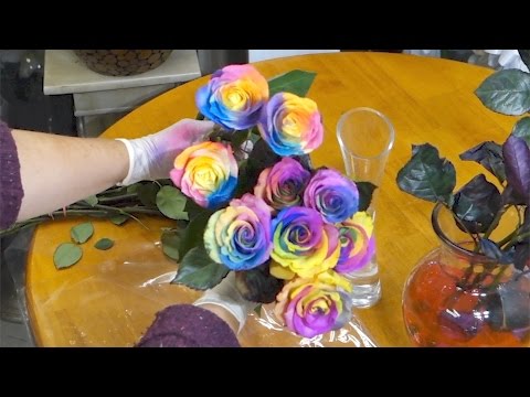 image-Do multicolored roses exist?
