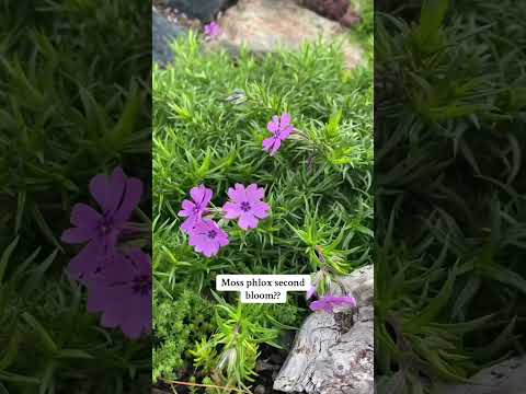 microclimate perhaps? #rockgarden #phlox #gardening #garden #gardengirl #maine