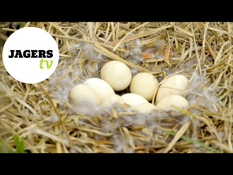JagersTV Afl. 17 - Afscheid Laurens Hoedemaker en bespreken ganzen en nestbehandeling