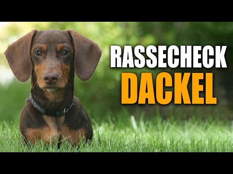 Dackel Rassecheck  - Rasseportrait, Rassebeschreibung, Informationen zur Rasse Dackel, Zwergdackel