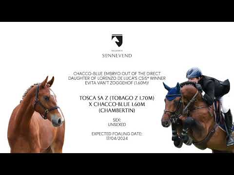 Direct daughter of Evita van't Zoggehof (1.60m) x Chacco Blue!