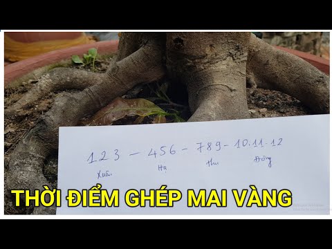 🔴 QBS22160 - THỜI ĐIỂM GHÉP MAI VÀNG MIỀN BẮC | MIỀN BẮC GHÉP MAI VÀNG VÀO THÁNG MẤY LÀ TỐT NHẤT