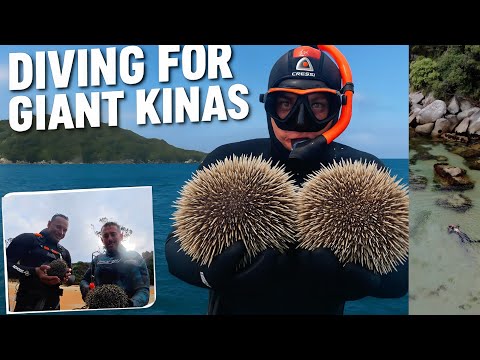 We Found Giant Kinas Down South!  Stewart Island Catch & Cook Adventure