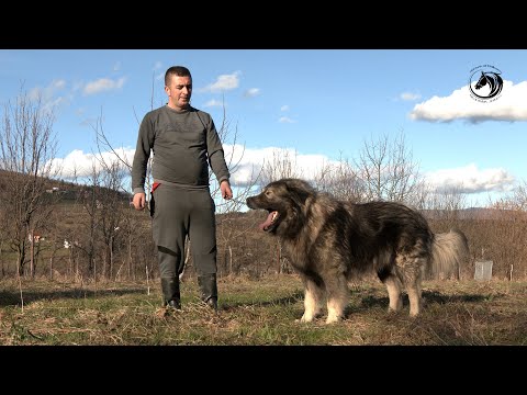 - PUSTIO BIH ŠARPLANINCA" MEDU"  NA NAJOPASNIJEG VUKA -