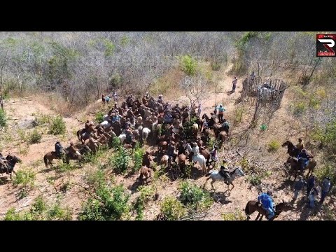 Pega de boi no mato,modalidade Solta, Sitio cidade Caririaçú-Ceará. 