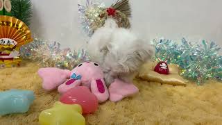 マルチーズの動画01