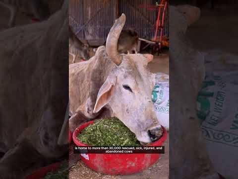 About Krishnayan Video Thumbnail