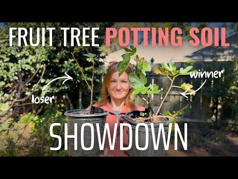 I Spent a Year Testing 5 Fruit Tree Potting Soils—Which Wins?