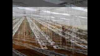 preview picture of video 'Hydroponic Vegetable Production'