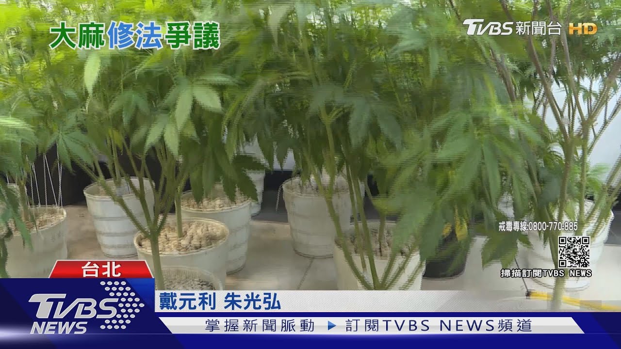 種大麻「情節輕微」可減刑 藍委:鼓勵自用大麻自己種?