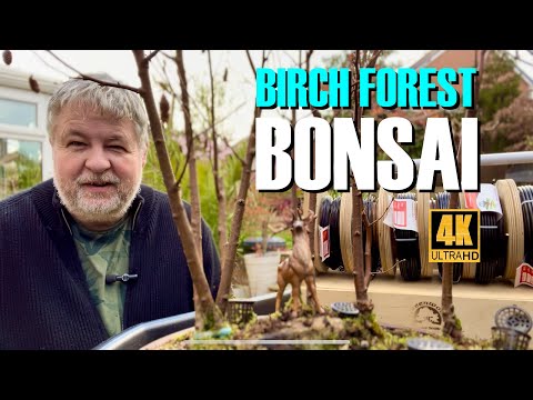 Working on my Silver Birch Bonsai Forest